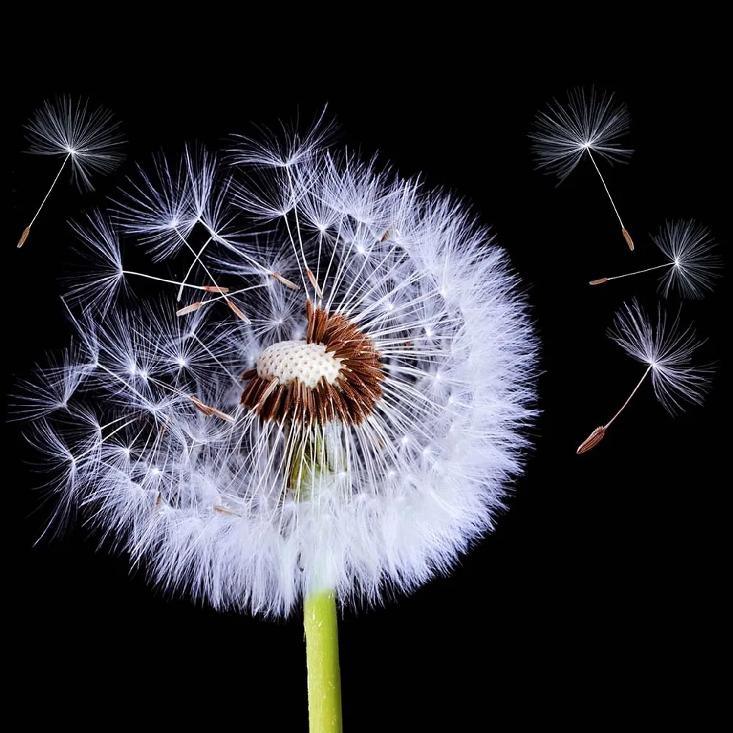 Alfa-Cer Panel szklany kuchenny Dandelions Black A ESG dmuchawiec 60 x 60 cm
