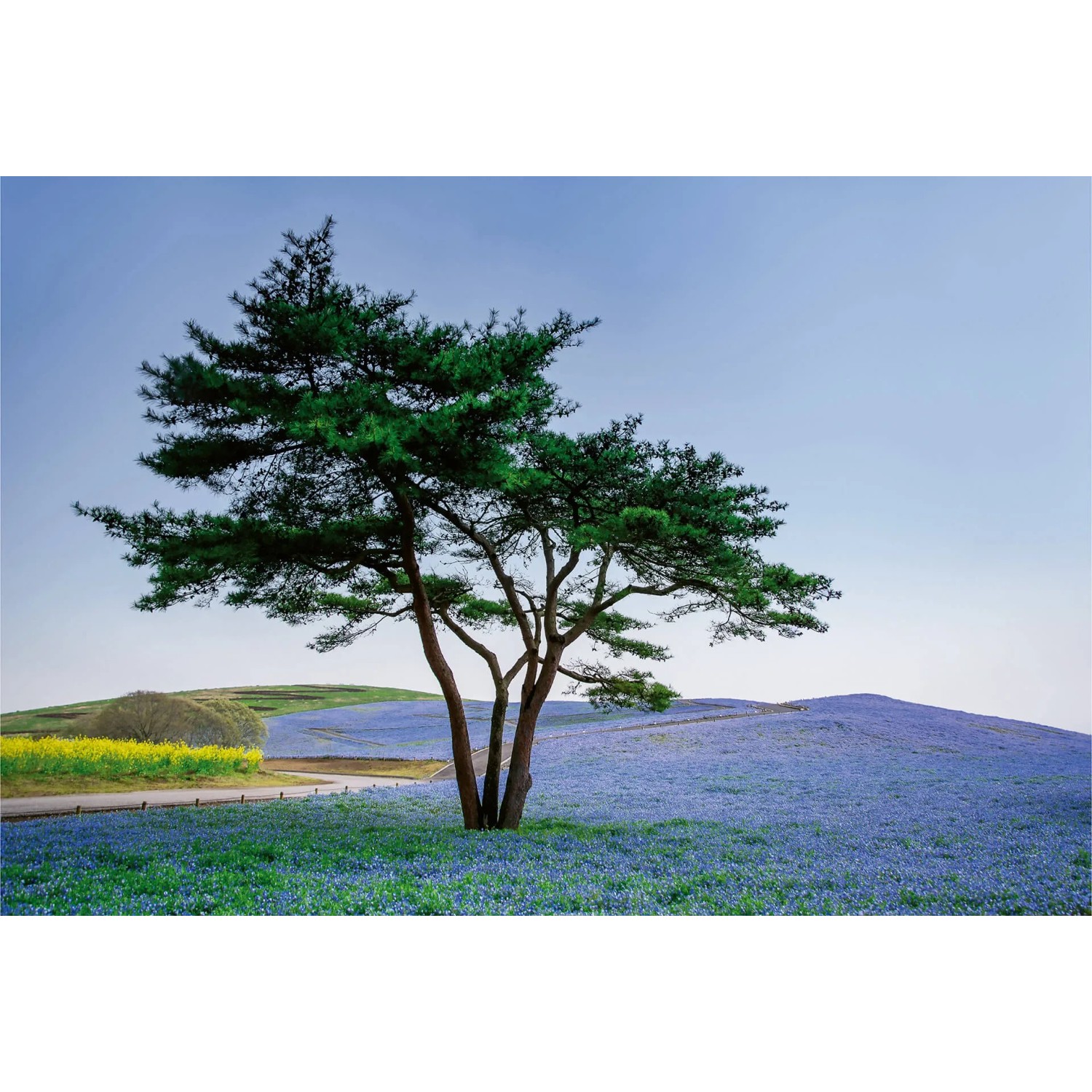 Fototapeta Tree in Blue Flower 384x260 cm
