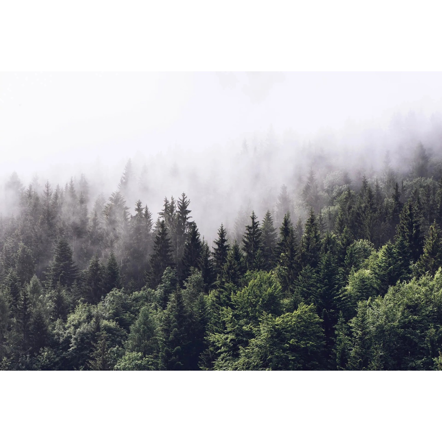 Fototapeta Foggy Forest 384x260 cm