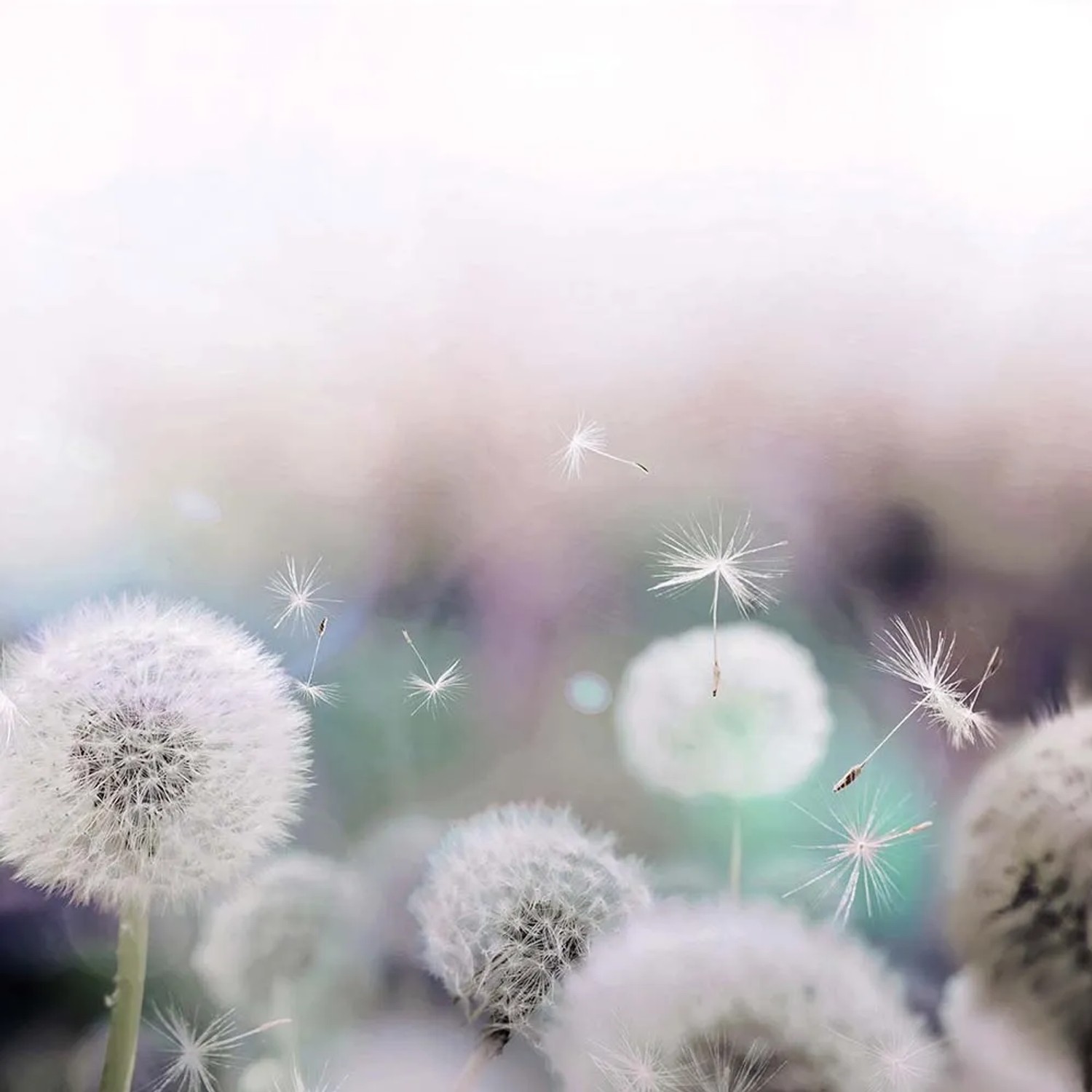 Alfa-Cer Panel szklany Dandelions Blur A ESG dmuchawiec 60 x 60 cm