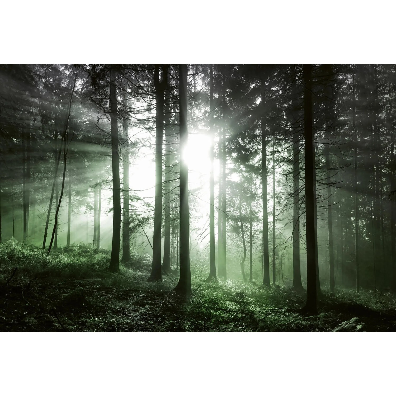 Fototapeta Sun Rays 384x260 cm