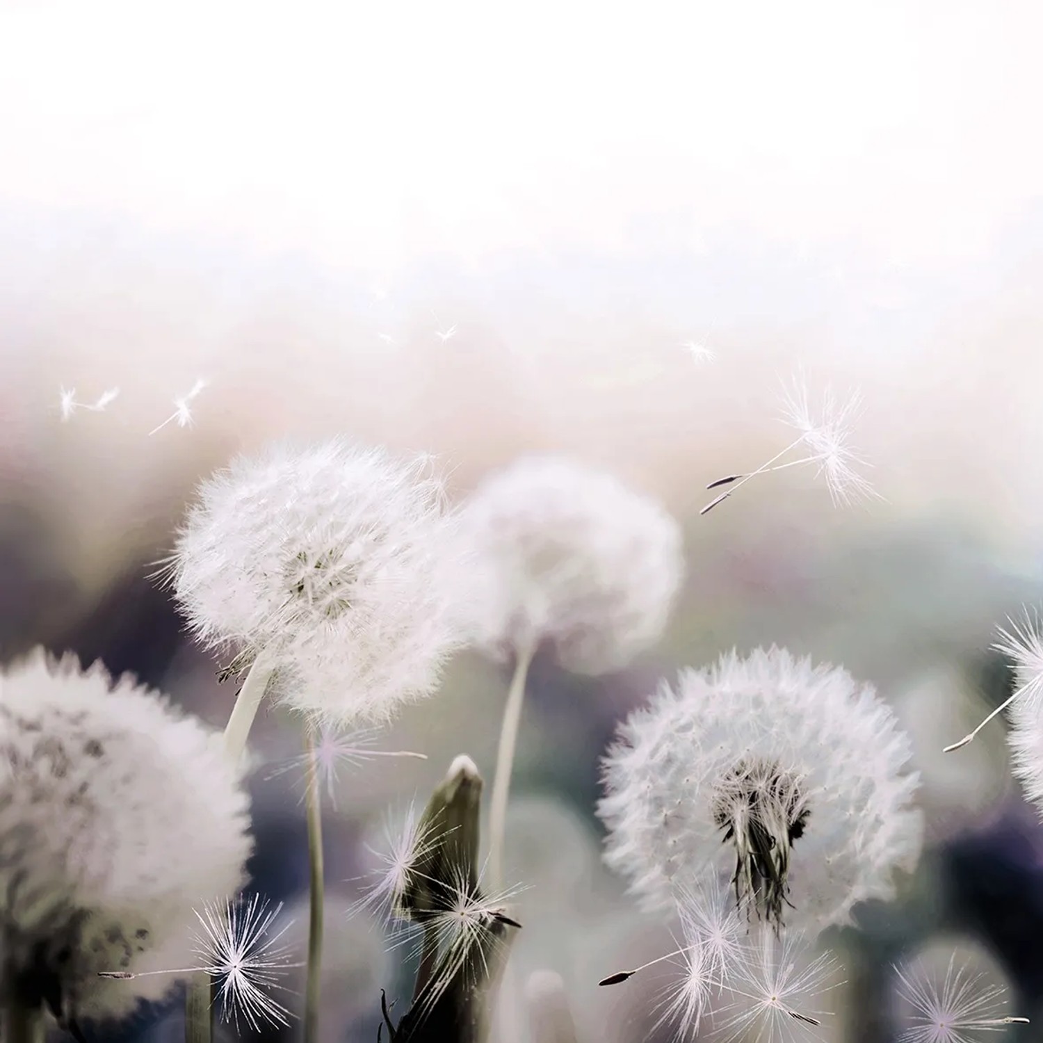Alfa-Cer Panel szklany Dandelions Blur B ESG dmuchawiec 60 x 60 cm