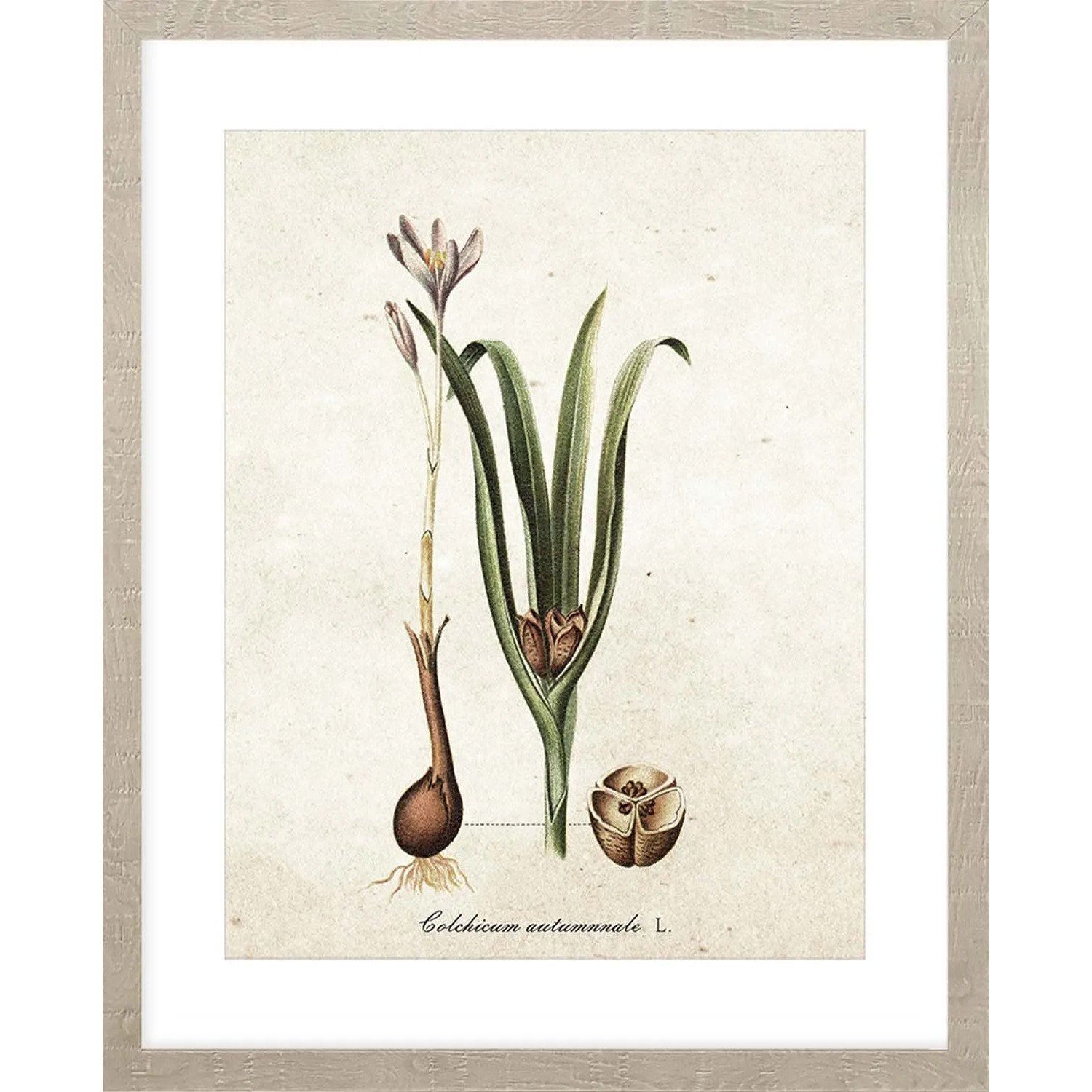 ARS LONGA Obraz BOTANICAL PLANT no.1 43 x 53 cm