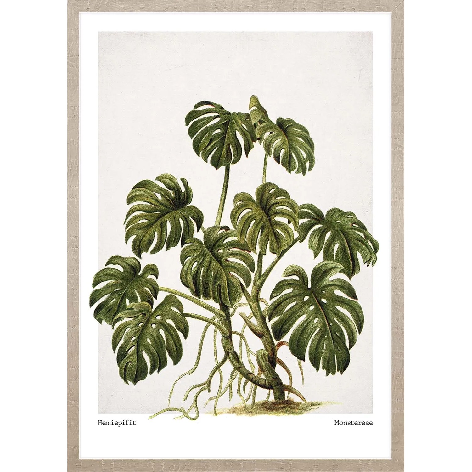 ARS LONGA Obraz MONSTERA LEAVES 53 x 73 cm