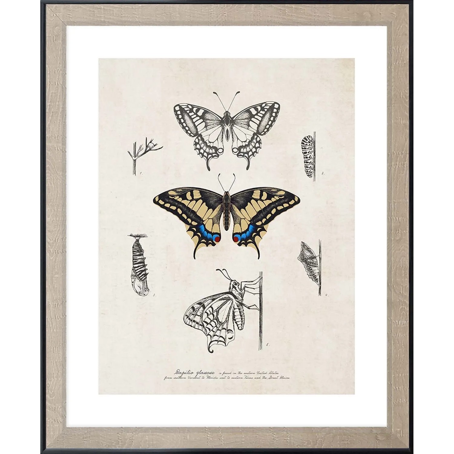 ARS LONGA Obraz BUTTERFLY CYCLE 45 x 55 cm