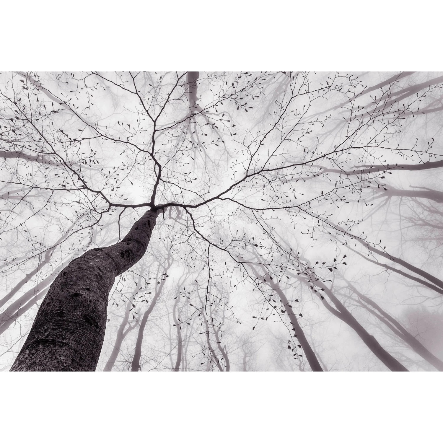 Fototapeta Inside the Trees 384 x 260 cm