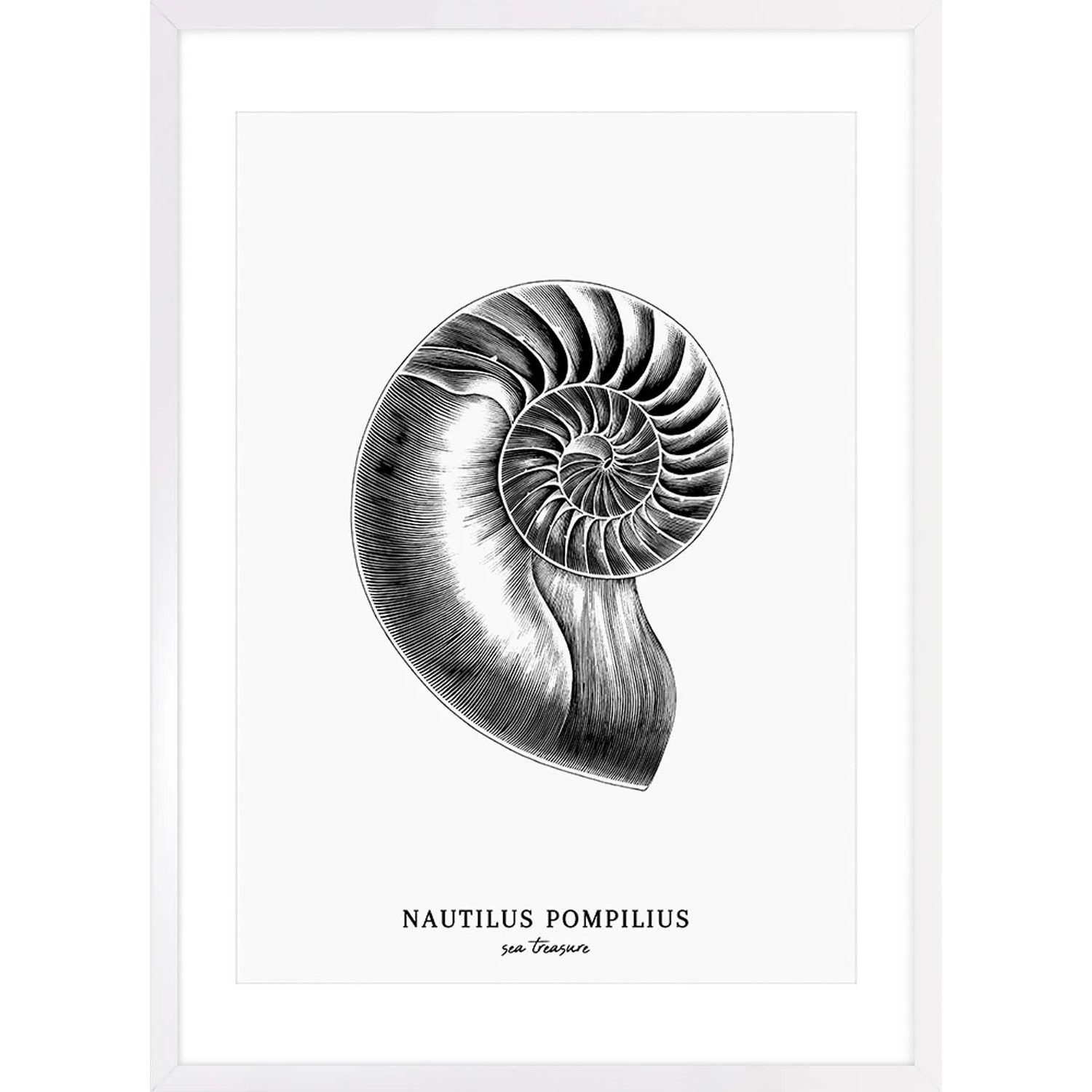 ARS LONGA Obraz POMPILIUS SHELL 53 x 73 cm