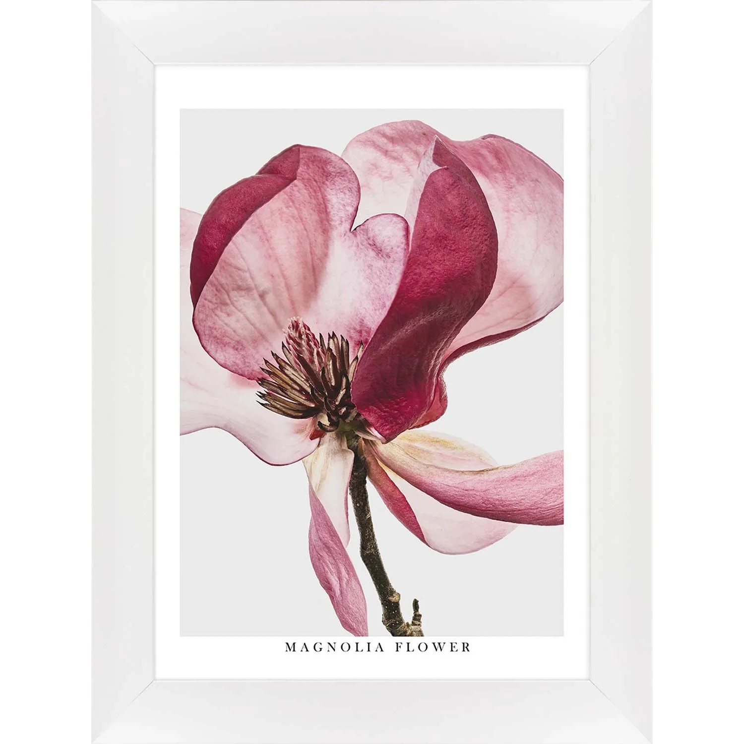 ARS LONGA Obraz MAGNOLIA FLOWER 64 x 84 cm