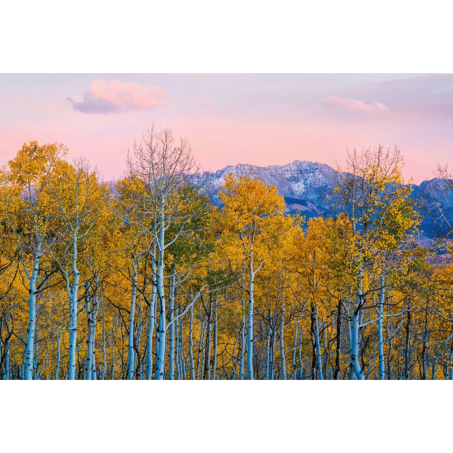 Fototapeta Birch and Mountain 384x260 cm
