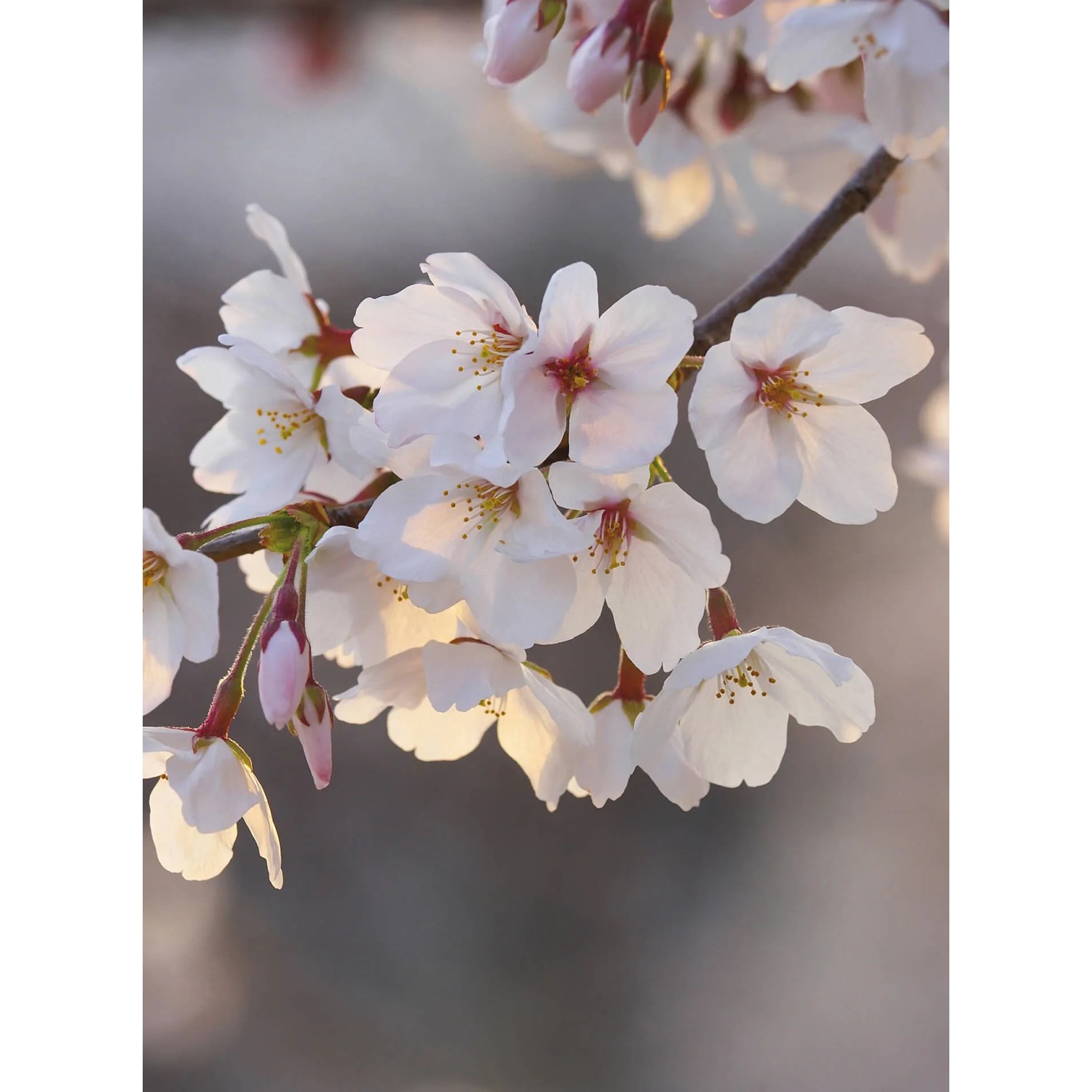 Fototapeta Cherry Blossoms 192 x 260 cm