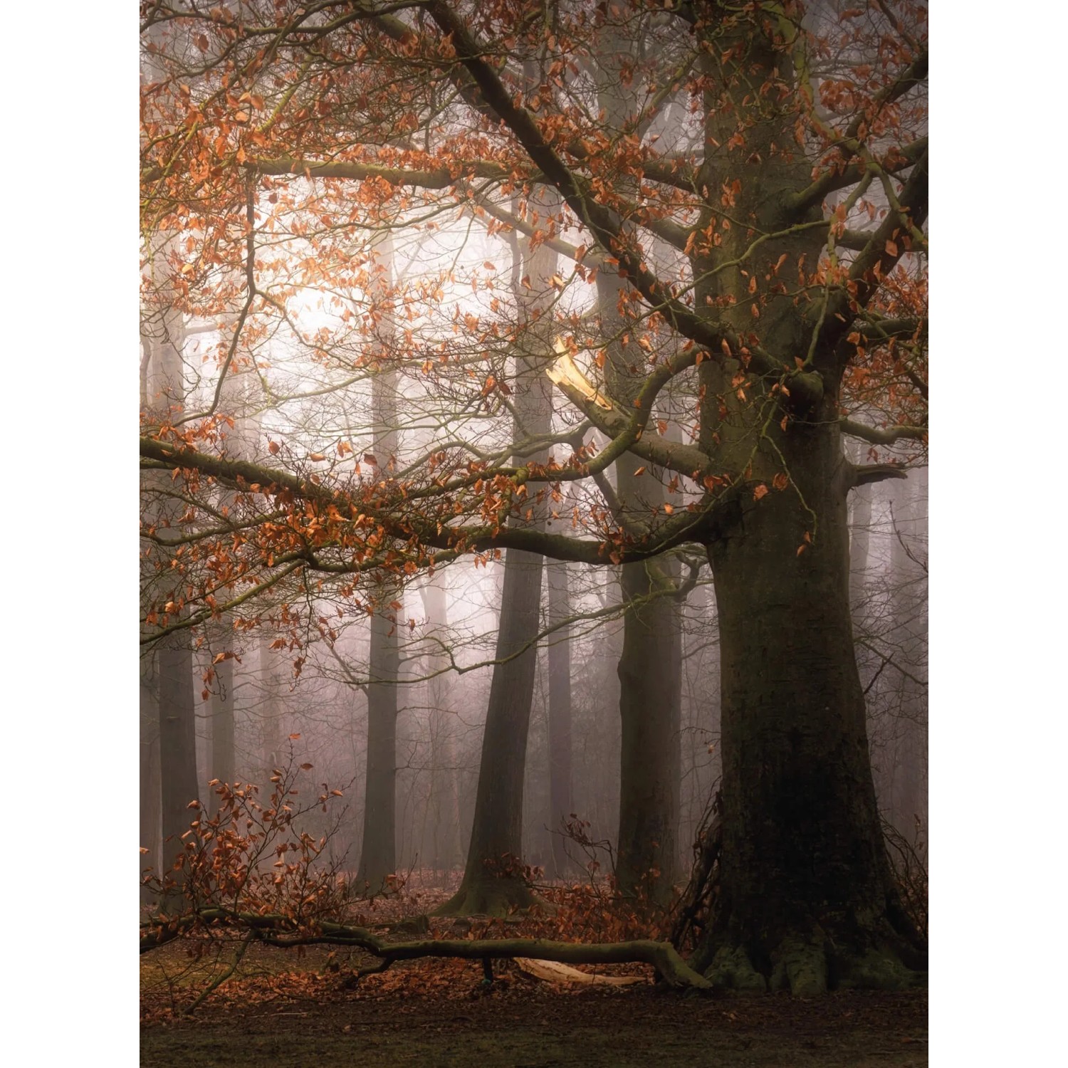 Fototapeta Foggy Autumns Forest 192x260 cm