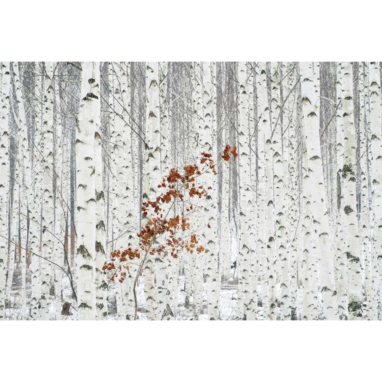 Fototapeta White Birch Forest 384x260 cm