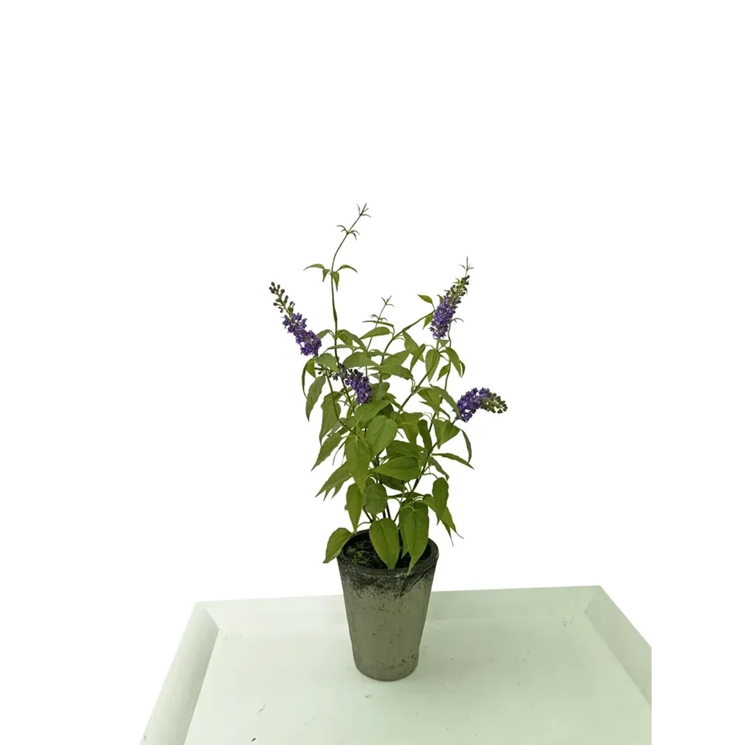 Pnącze sztuczne kwitnące fiolet w doniczce wys. 56 cm