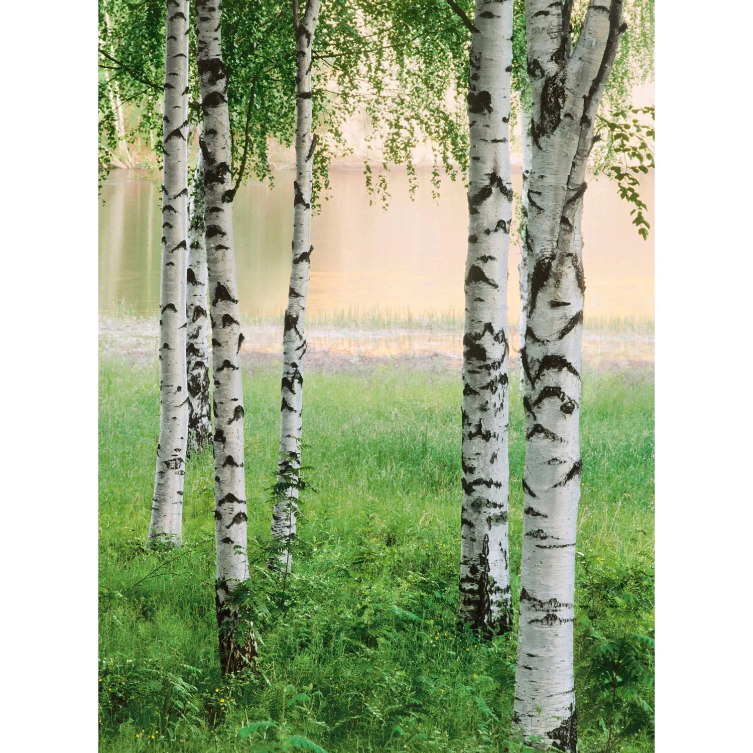 Fototapeta Nordic Forest 192x260 cm