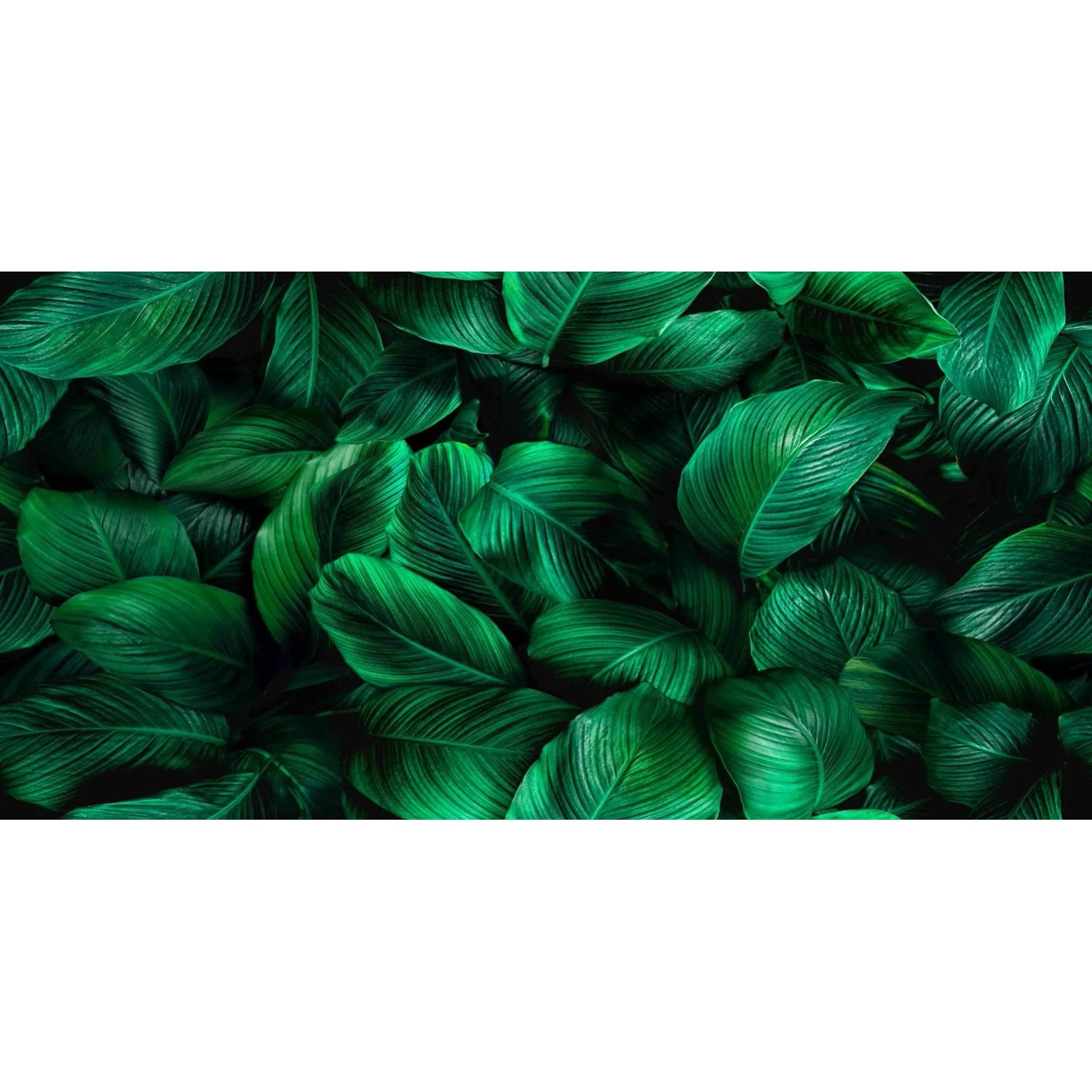 Panel szklany Ficus Green mirror silver 60 x 120 cm