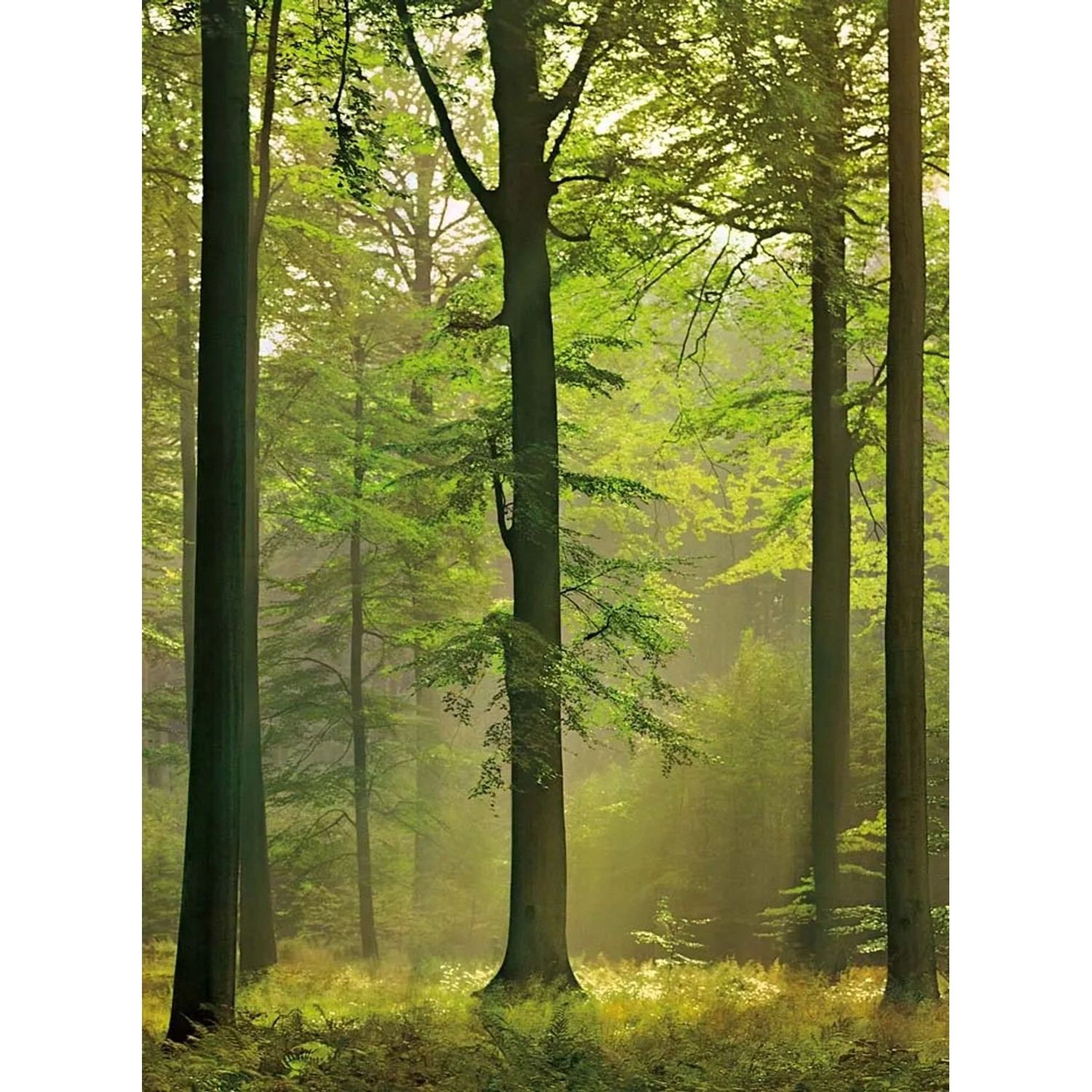 Fototapeta Autumn Forest 192x260 cm