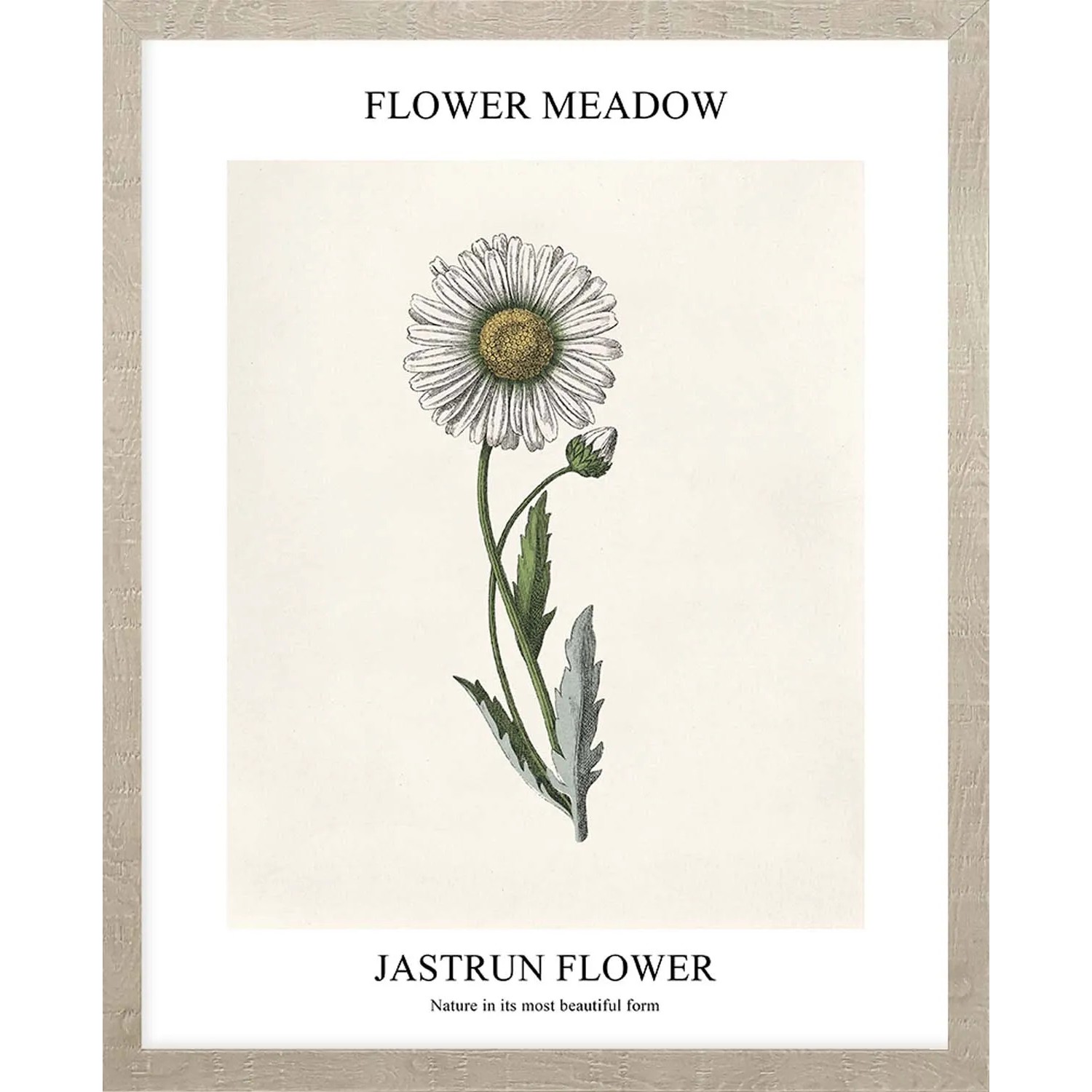 ARS LONGA Obraz JASTRUN FLOWER 43 x 53 cm