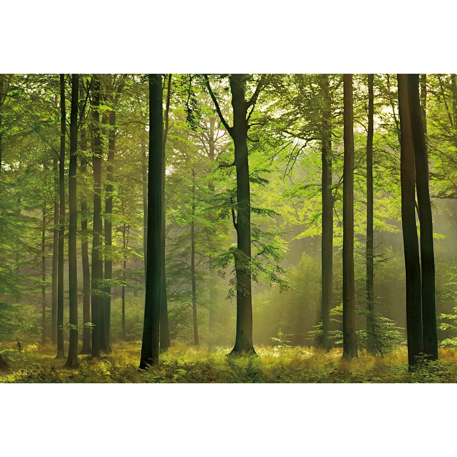 Fototapeta Autumn Forest 384x260 cm