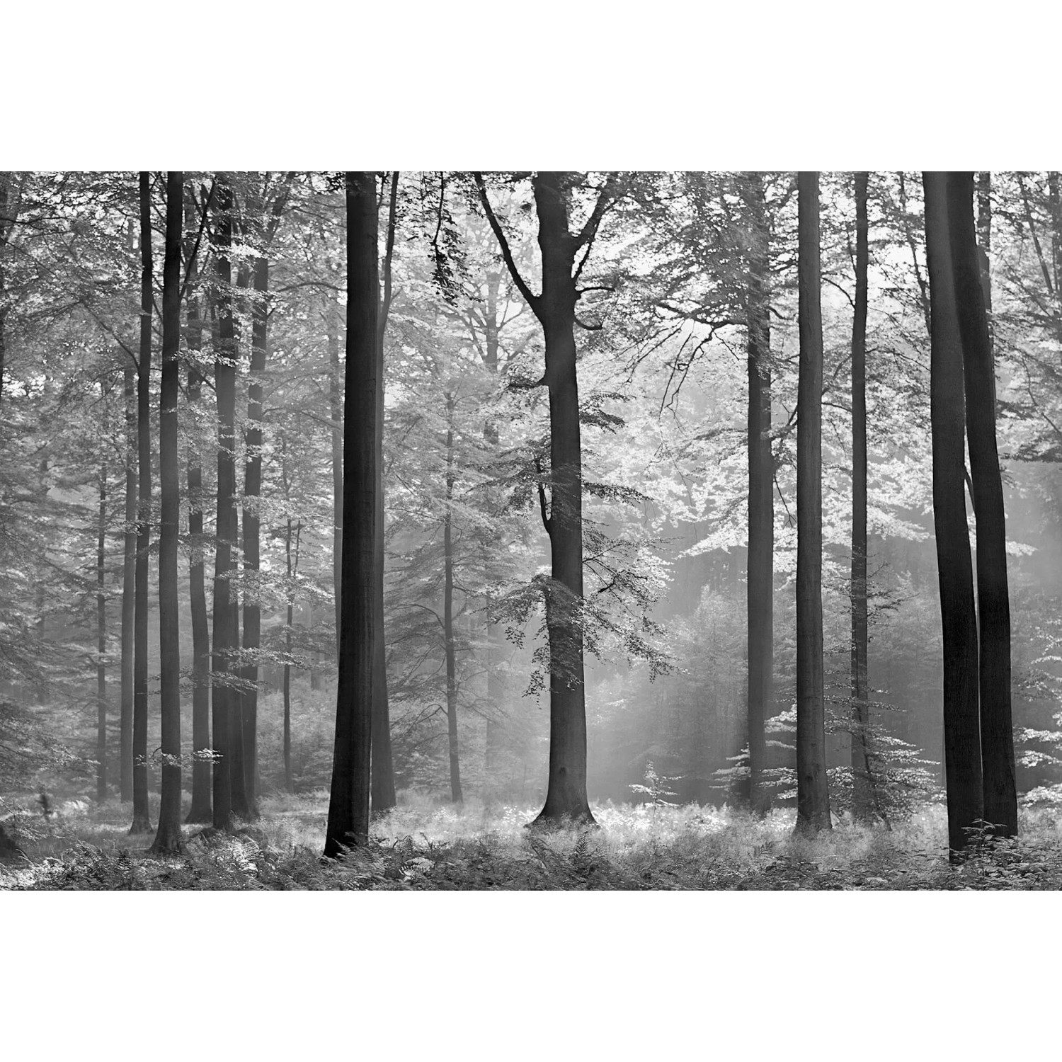 Fototapeta Avalon 384 x 260 cm