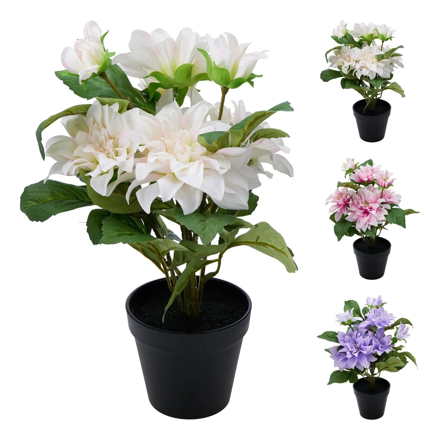 Kwiat Dalia w doniczce mix - 42 cm