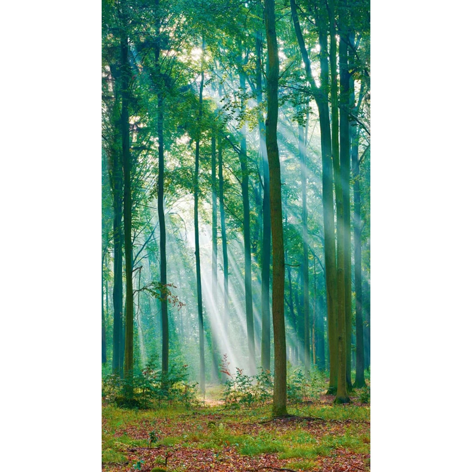 Tapeta panoramiczna winylowa na flizelinie PHOTOGRAPHIC TREE 159 x 280 cm