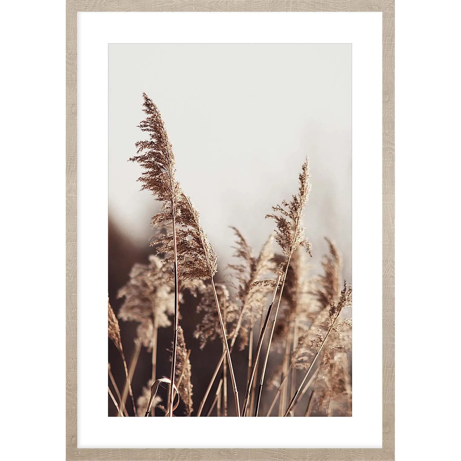 ARS LONGA Obraz PAMPAS GRASS no.1 53 x 73 cm
