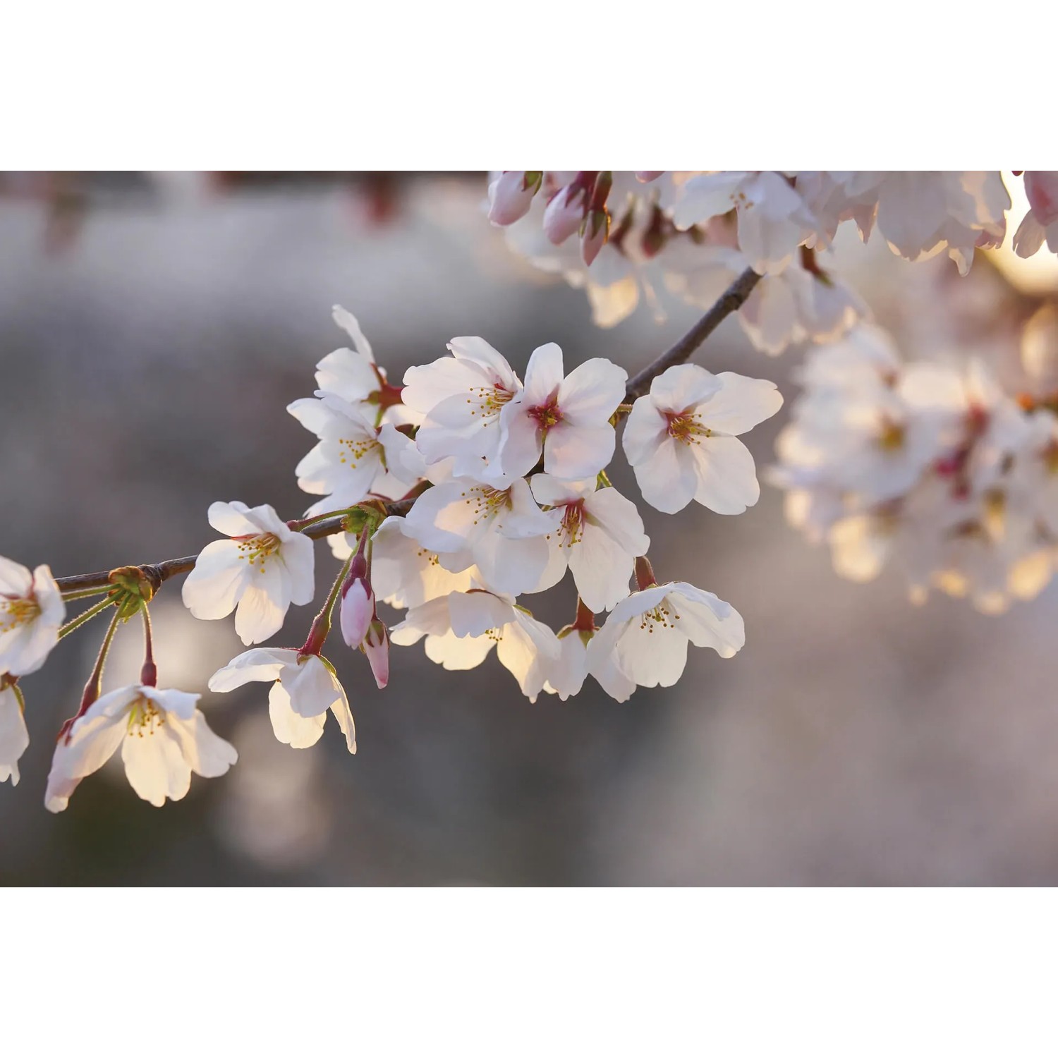 Fototapeta Cherry Blossoms 384x260 cm